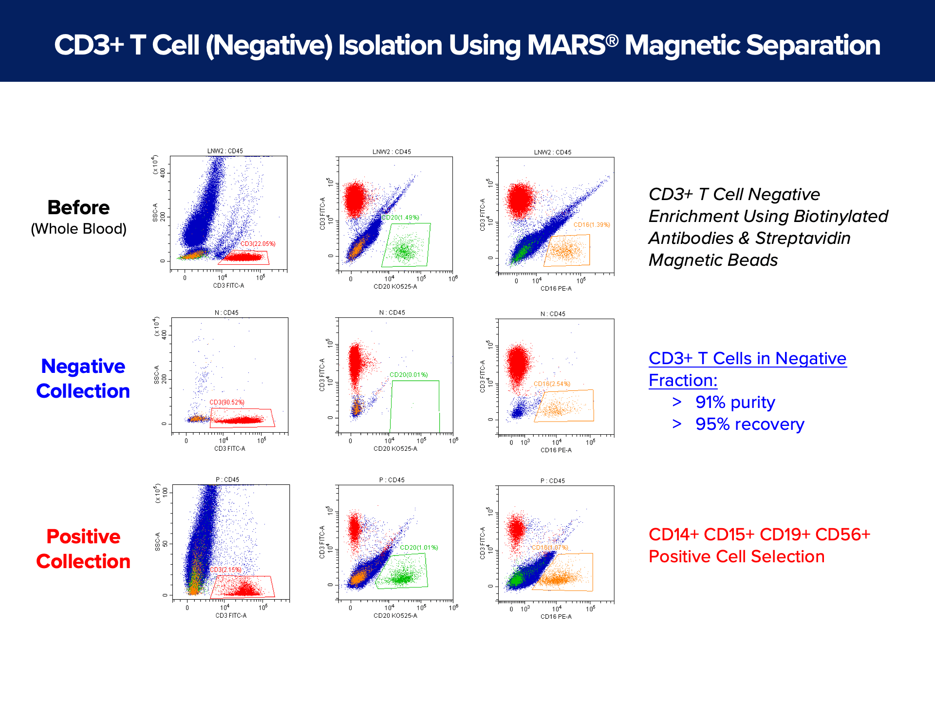 CD3+ T Cell (Negative) Isolation Using MARS® Magnetic Separation